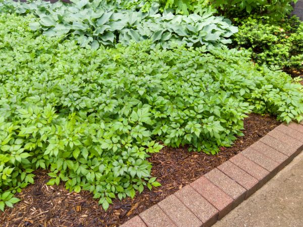 Cost of Brick Hardscaping in Vacaville